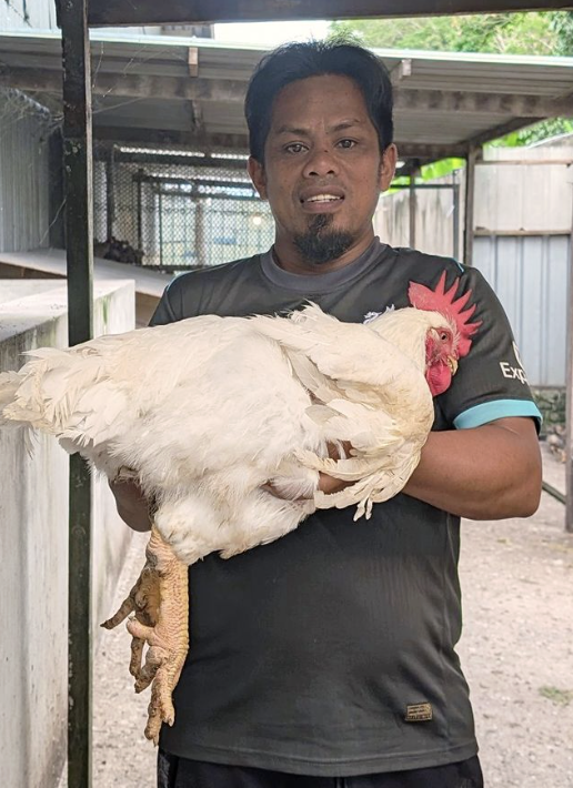 Self Grown Chicken