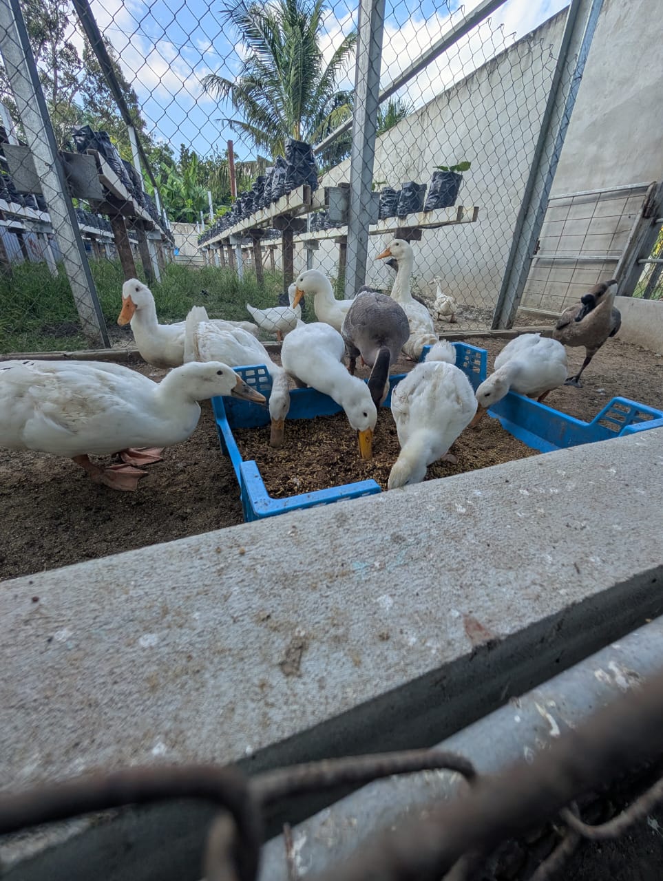 Home-raised Duck