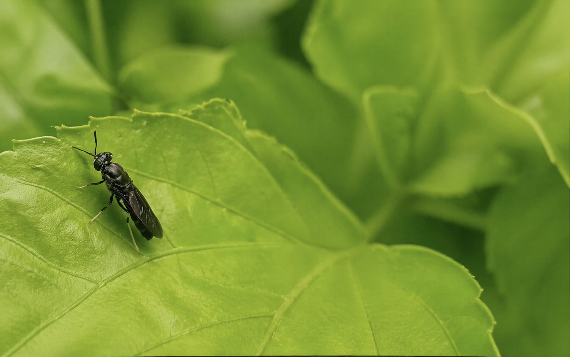 Adult Black Soldier Fly resting on a green leaf