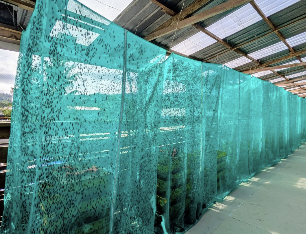 BSF breeding cages on the farm