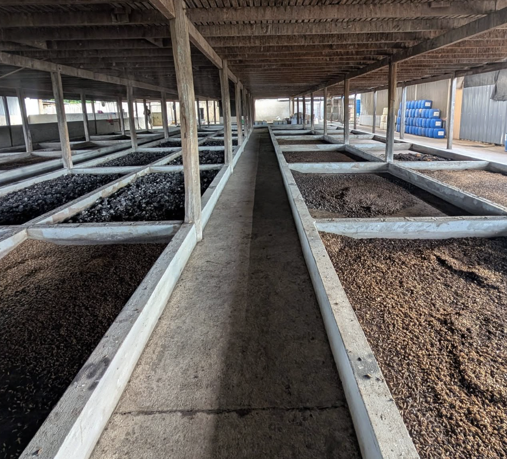 Rows of larvae rearing trays at the farm