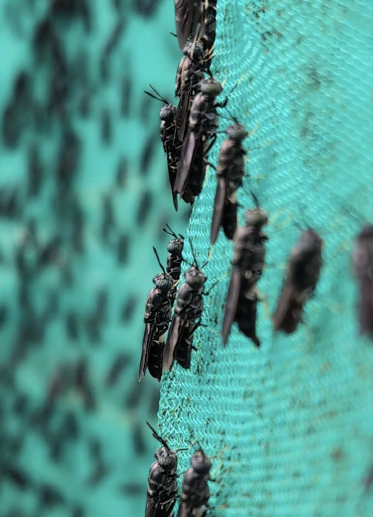 Adult Black Soldier Flies on netting